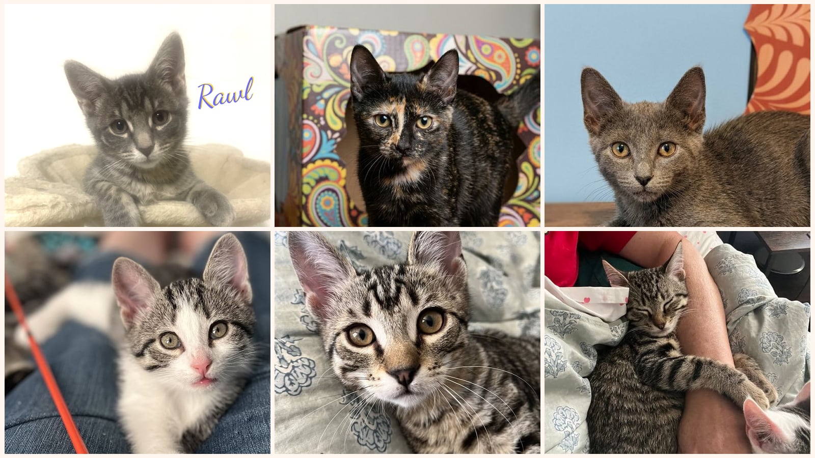 Cats up for adoption near Liberty County, TX