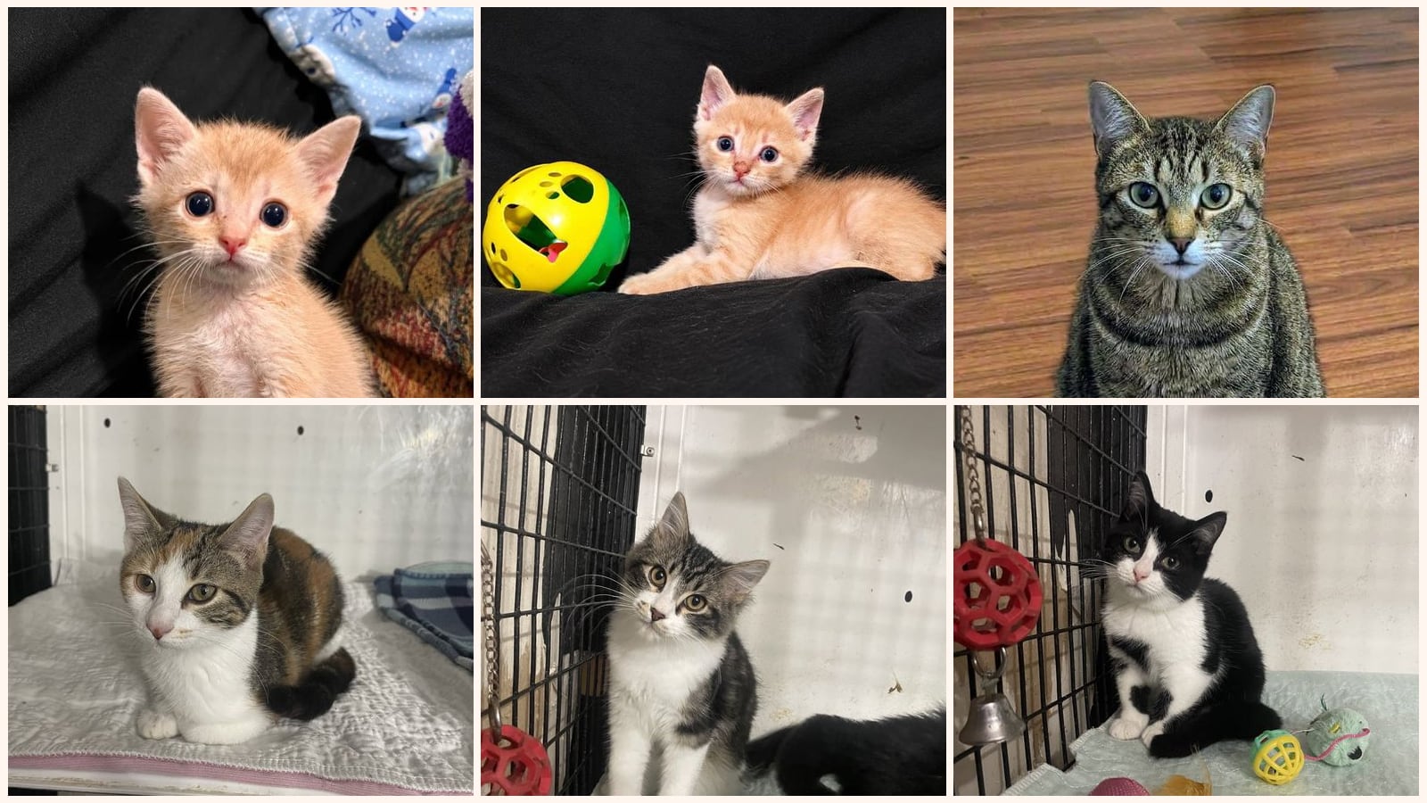 Cats up for adoption near Rains County, TX