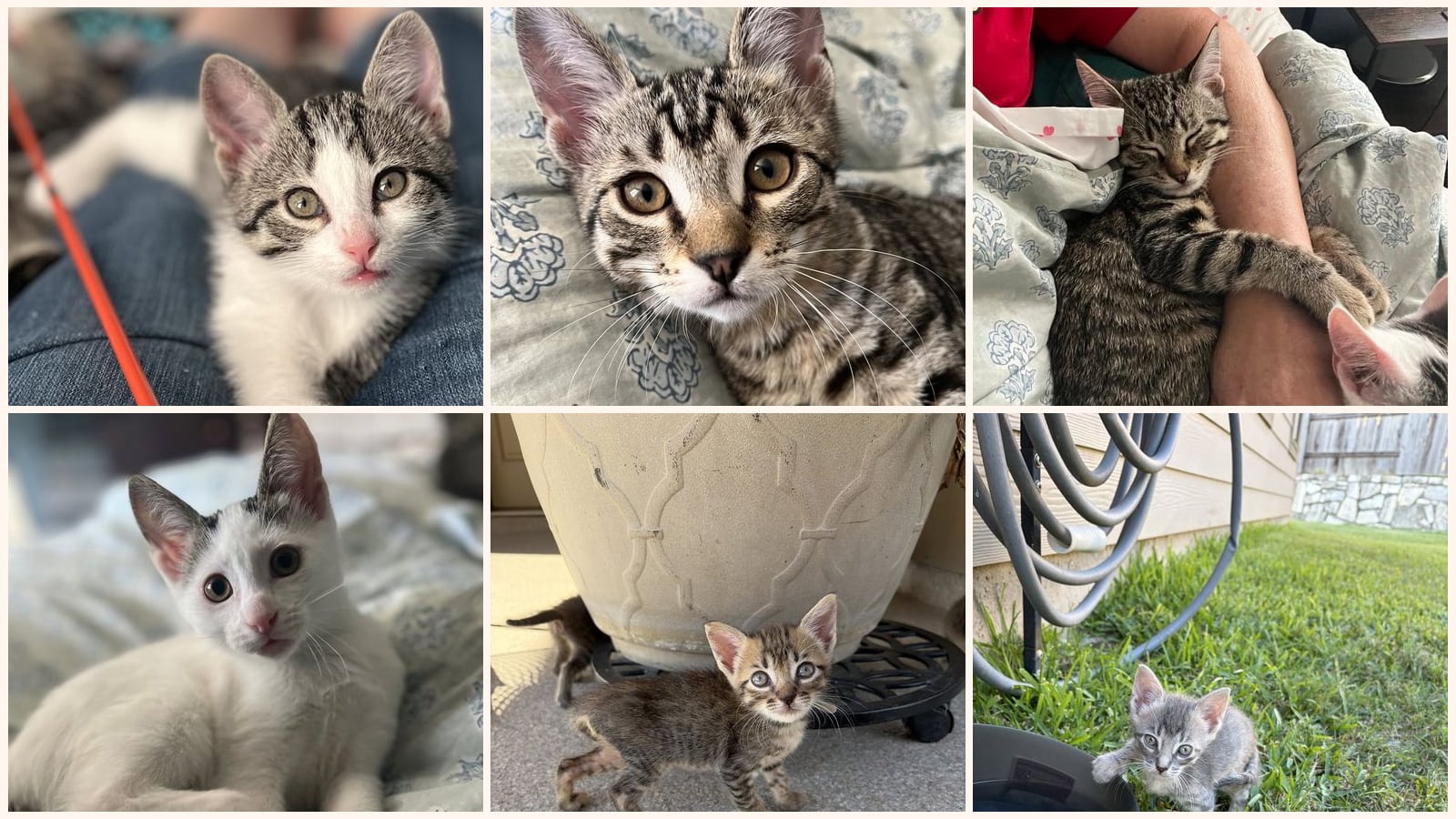 Cats up for adoption near San Jacinto County, TX