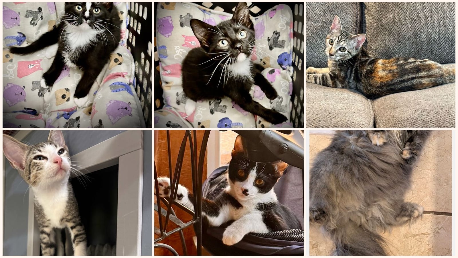 Cats up for adoption near Tarrant County, TX