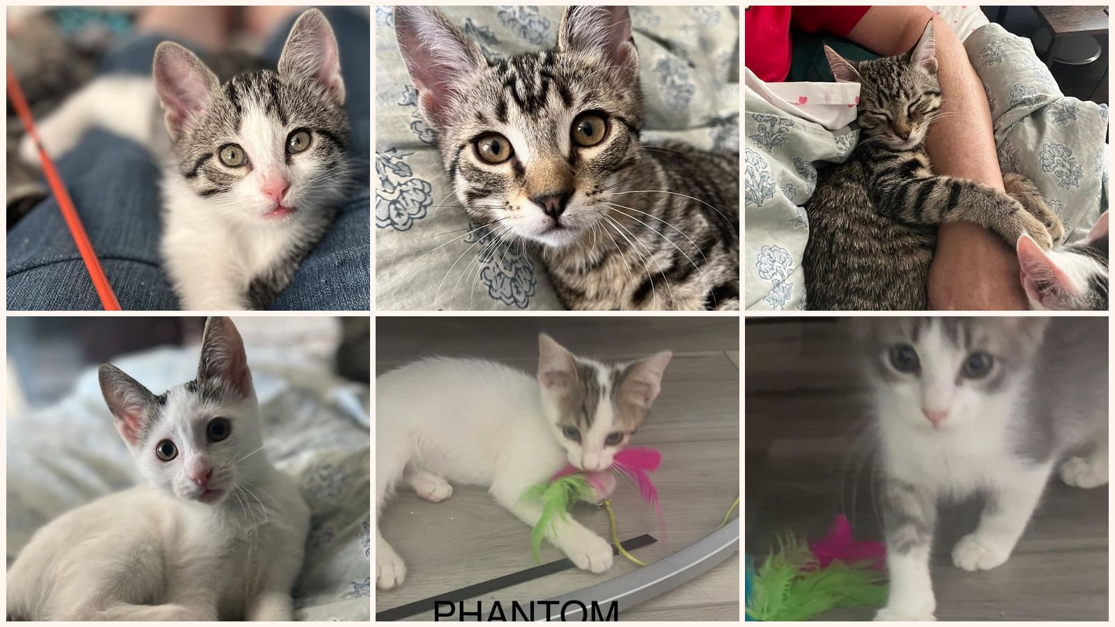 Cats up for adoption near Trinity County, TX