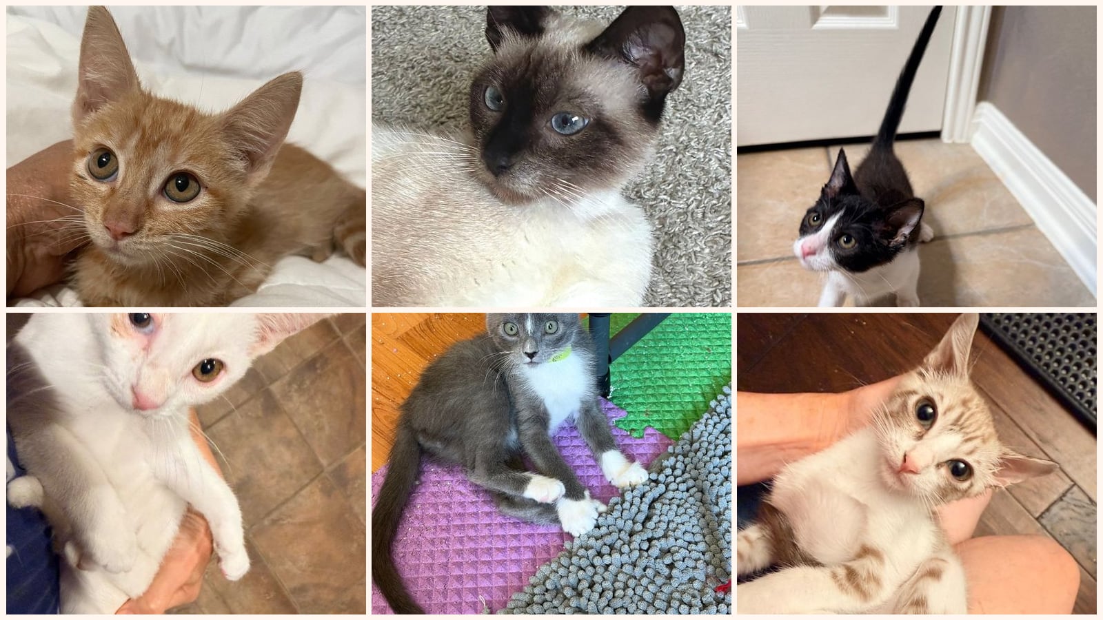 Cats up for adoption near Wilson County, TX