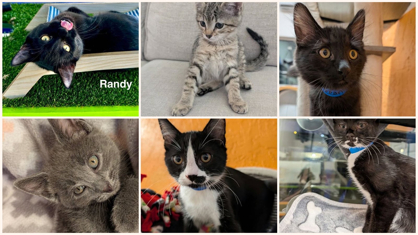 Cats up for adoption near Washington County, UT
