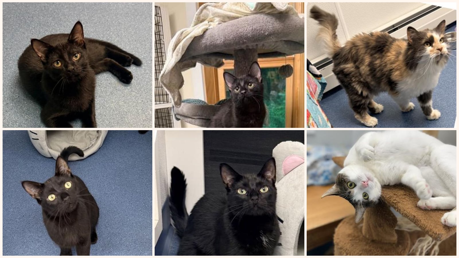 Cats up for adoption near Washington County, VT