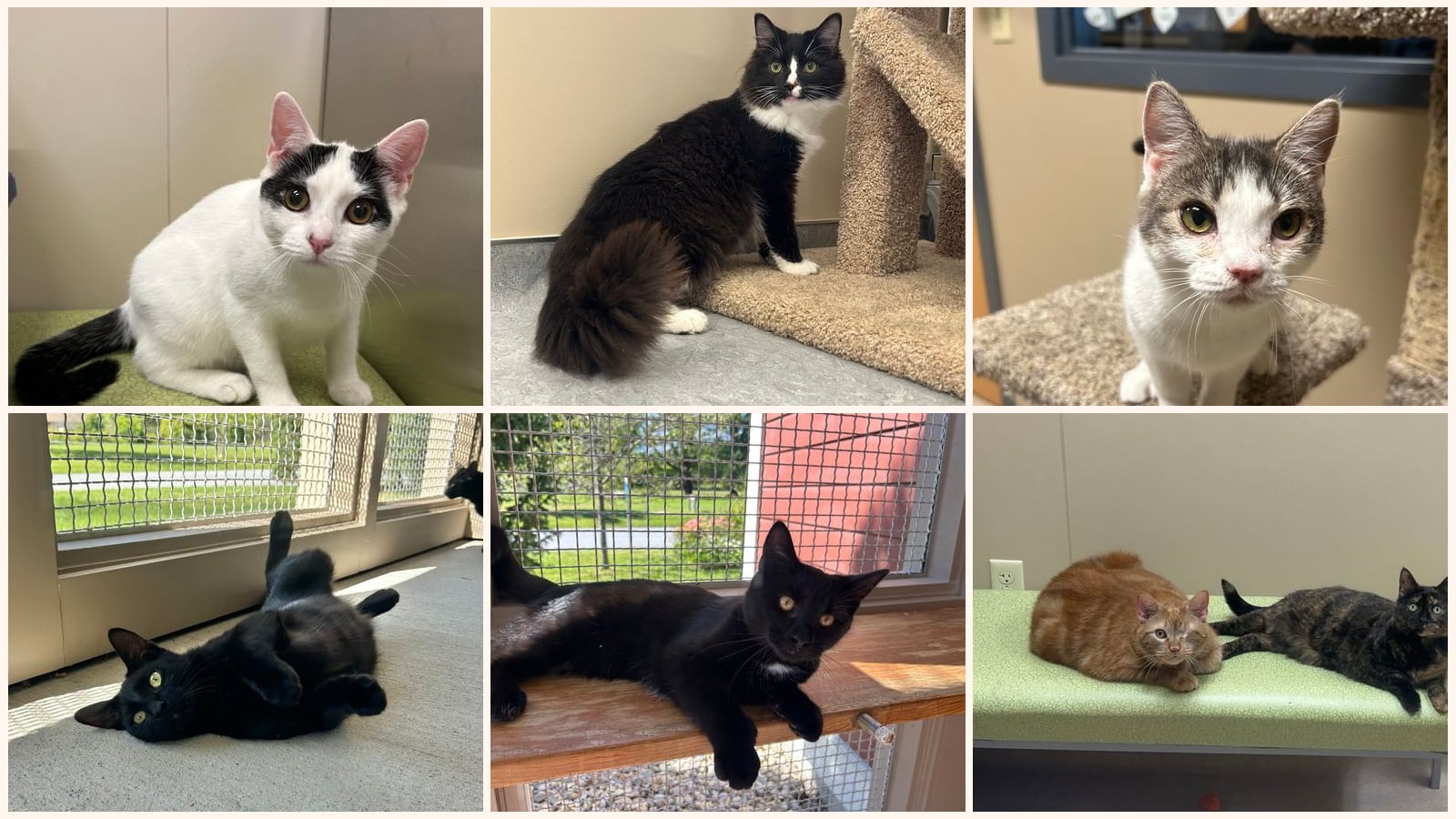 Cats up for adoption near Windsor County, VT