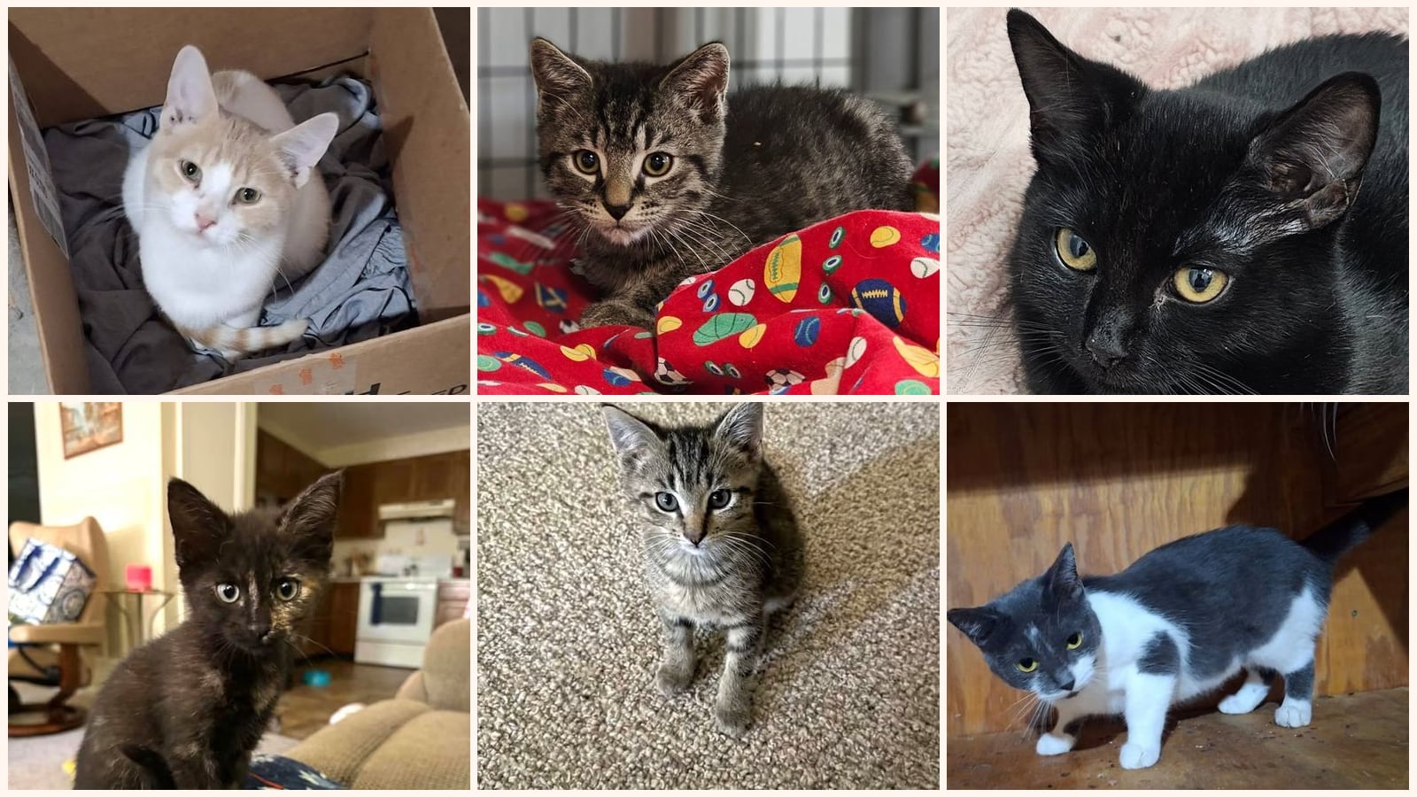 Cats up for adoption near Augusta County, VA