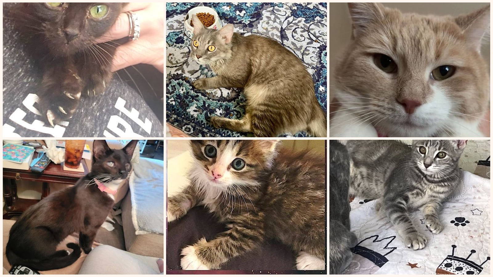 Cats up for adoption near Carroll County, VA