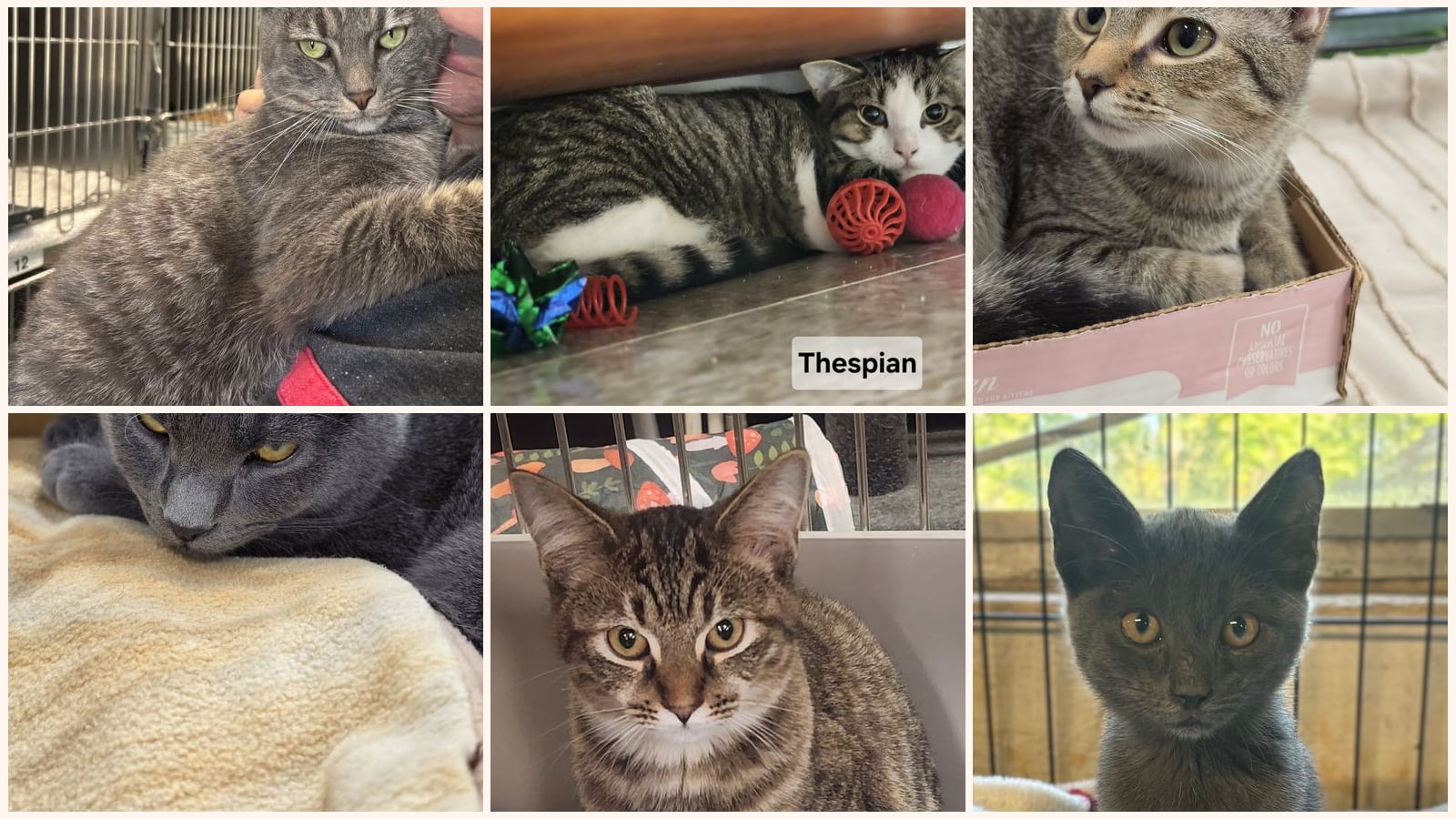 Cats up for adoption near Craig County, VA