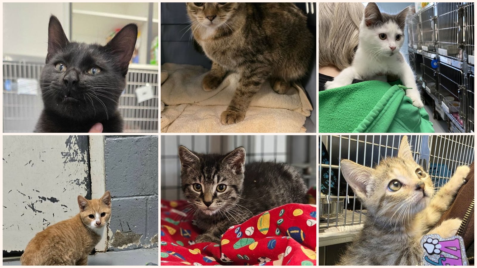 Cats up for adoption near Cumberland County, VA
