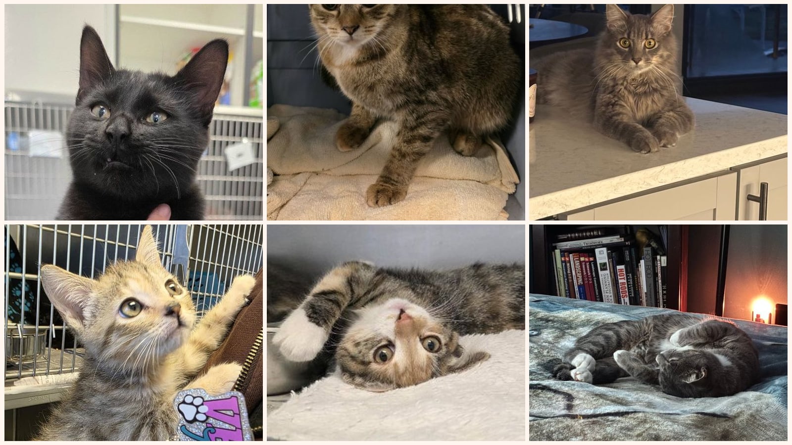 Cats up for adoption near Essex County, VA