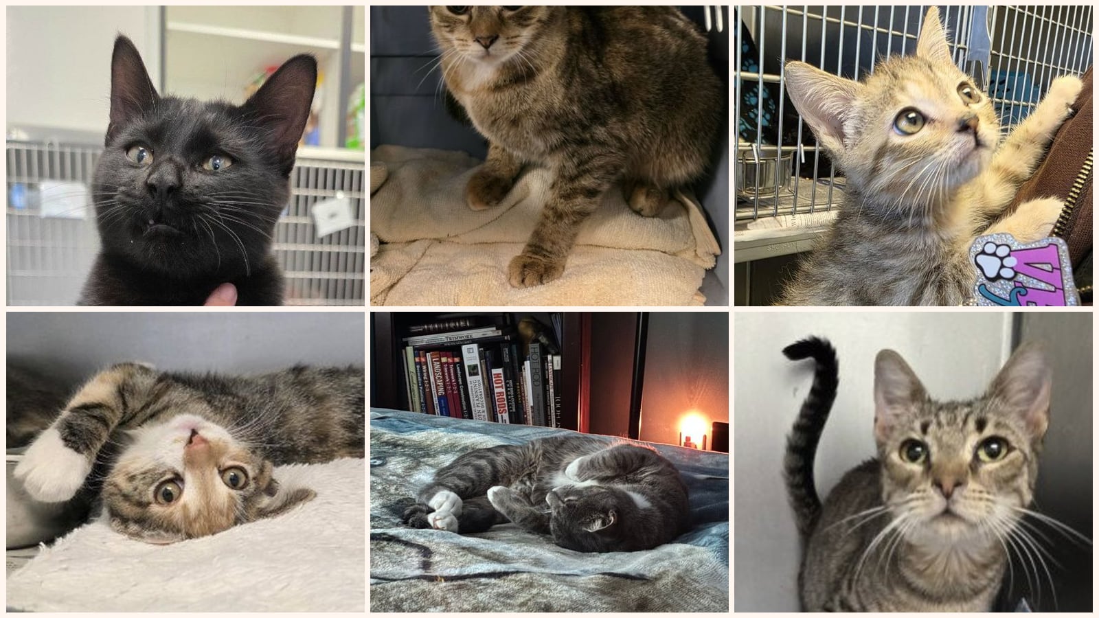 Cats up for adoption near Nottoway County, VA