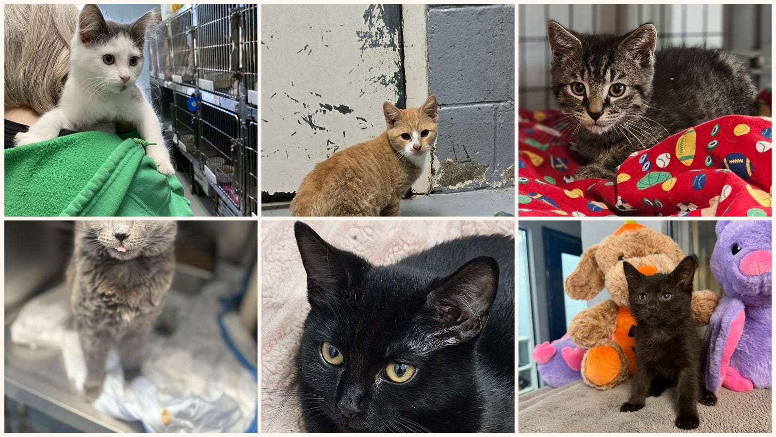Cats up for adoption near Prince Edward County, VA