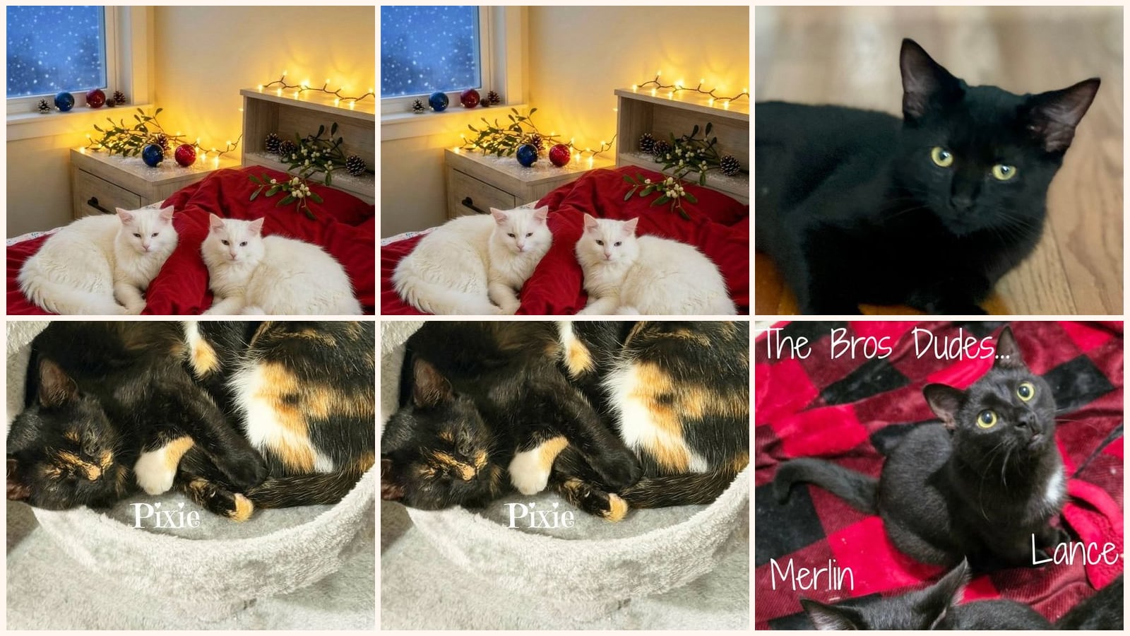 Cats up for adoption near Shenandoah County, VA