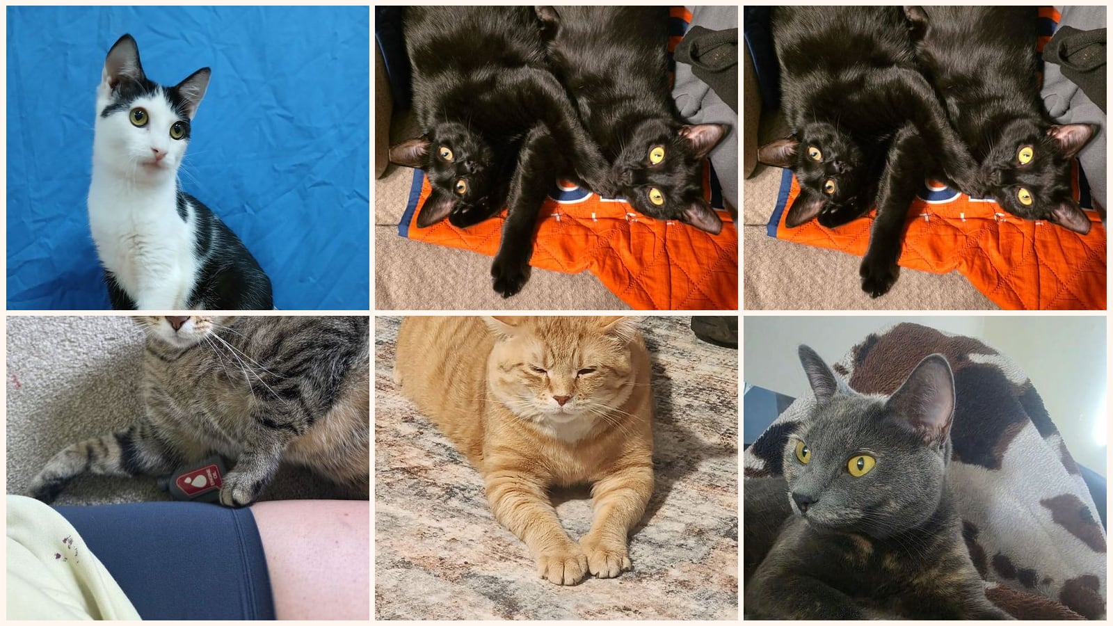 Cats up for adoption near Southampton County, VA