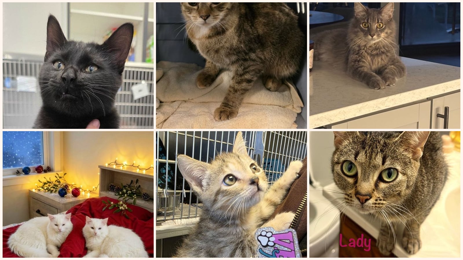 Cats up for adoption near Spotsylvania County, VA
