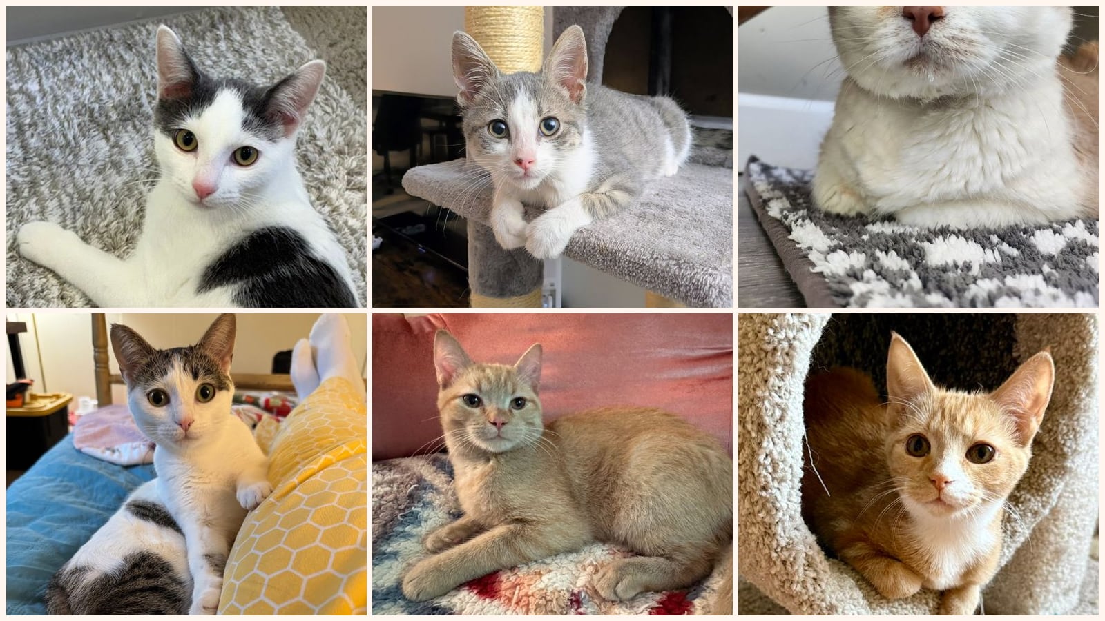 Cats up for adoption near Warren County, VA