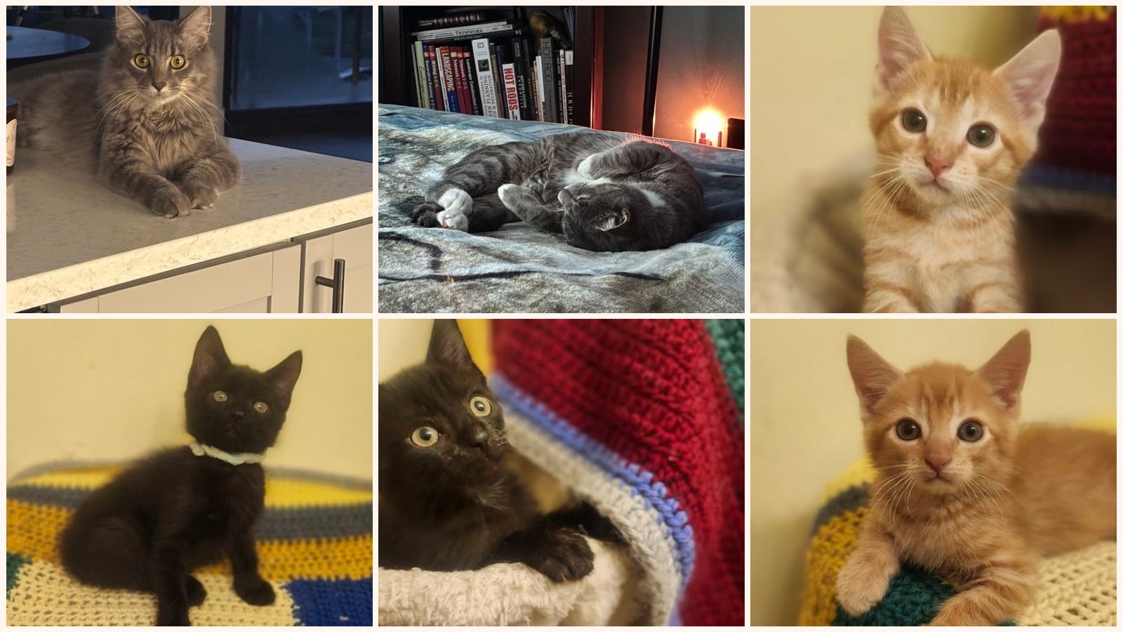 Cats up for adoption near Westmoreland County, VA