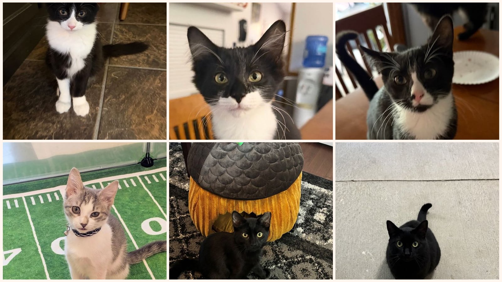 Cats up for adoption near Brooke County, WV