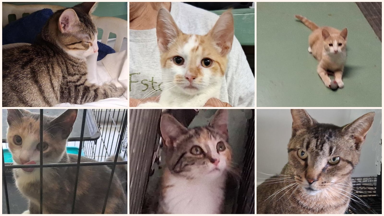 Cats up for adoption near Jackson County, WV