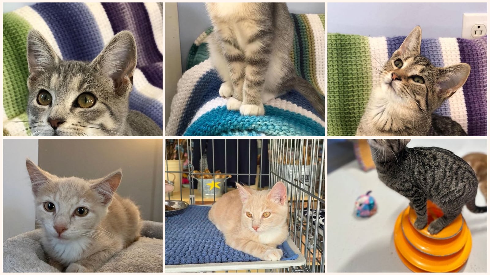 Cats up for adoption near Lewis County, WV
