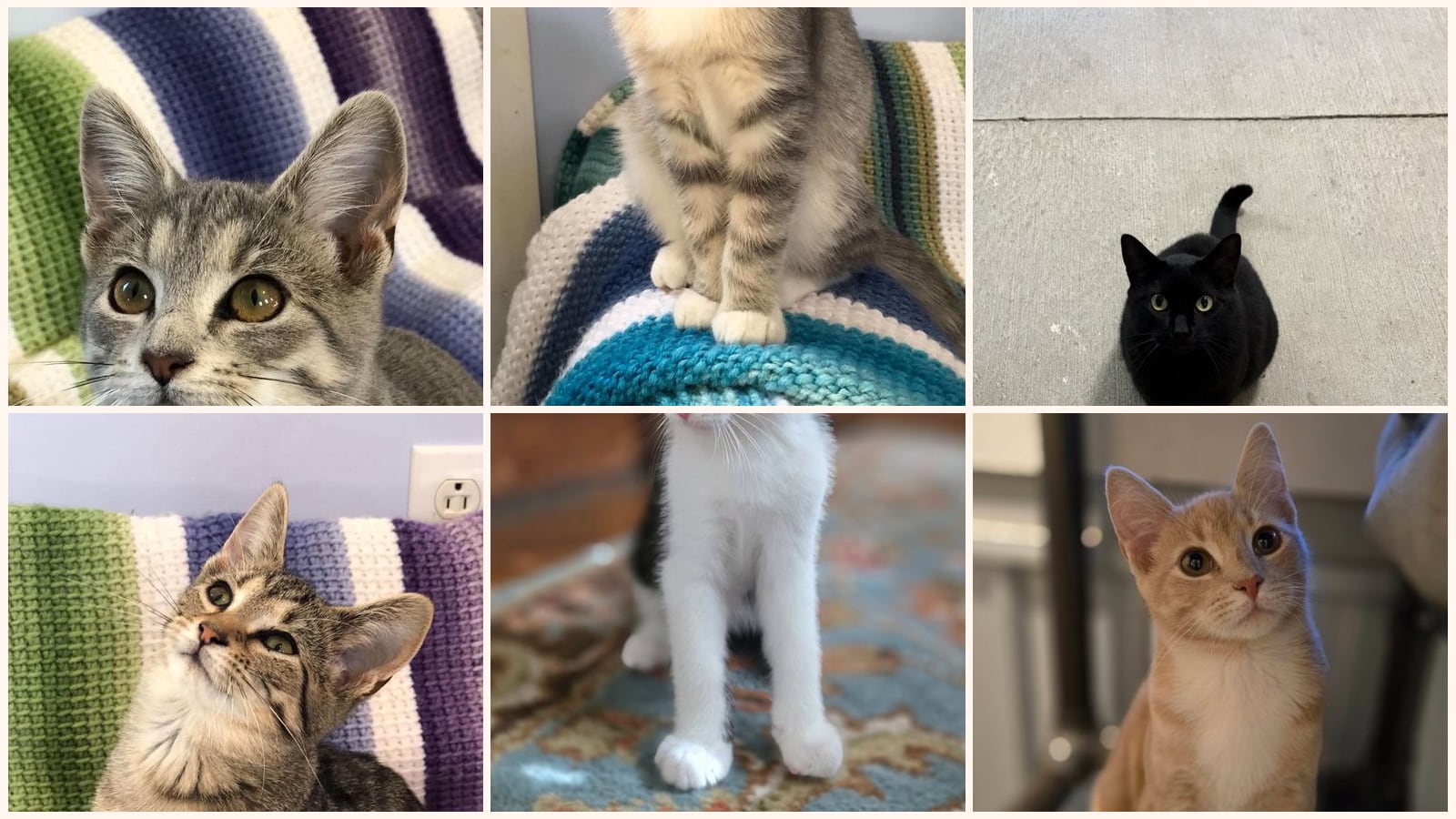 Cats up for adoption near Marion County, WV