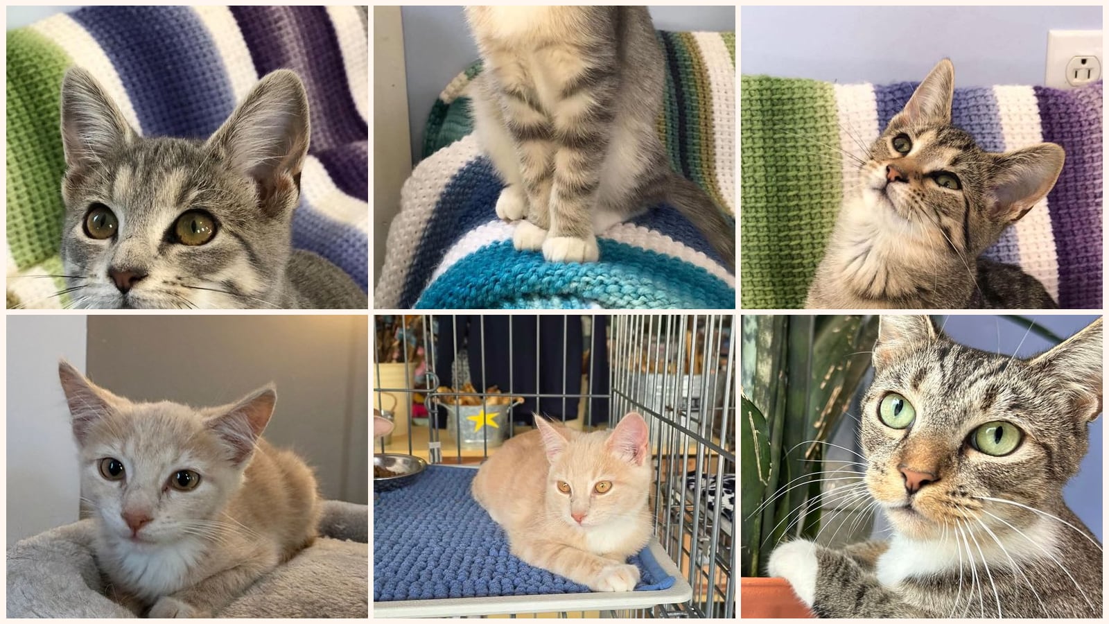 Cats up for adoption near Taylor County, WV