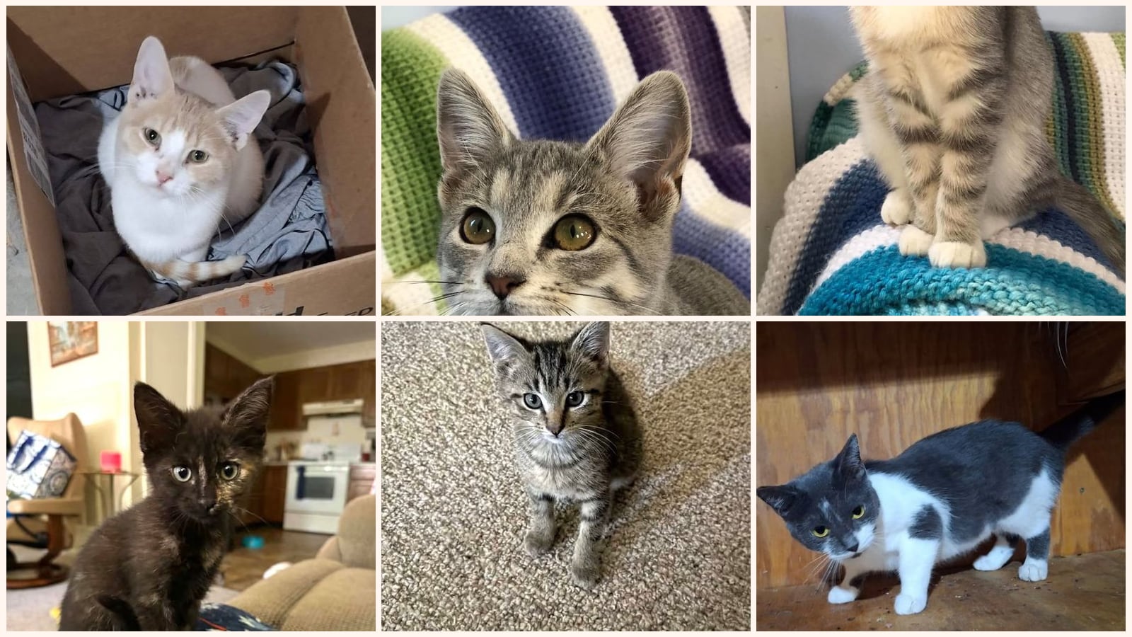 Cats up for adoption near Tucker County, WV