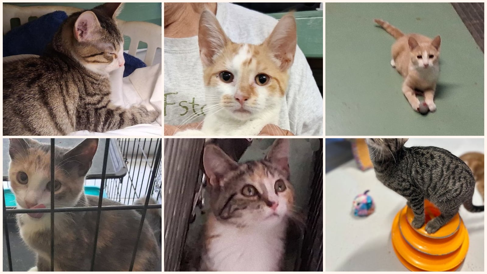 Cats up for adoption near Wirt County, WV