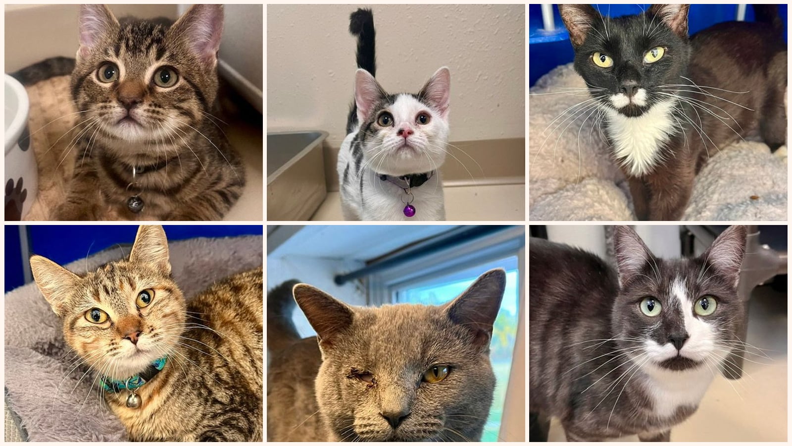 Cats up for adoption near Burnett County, WI