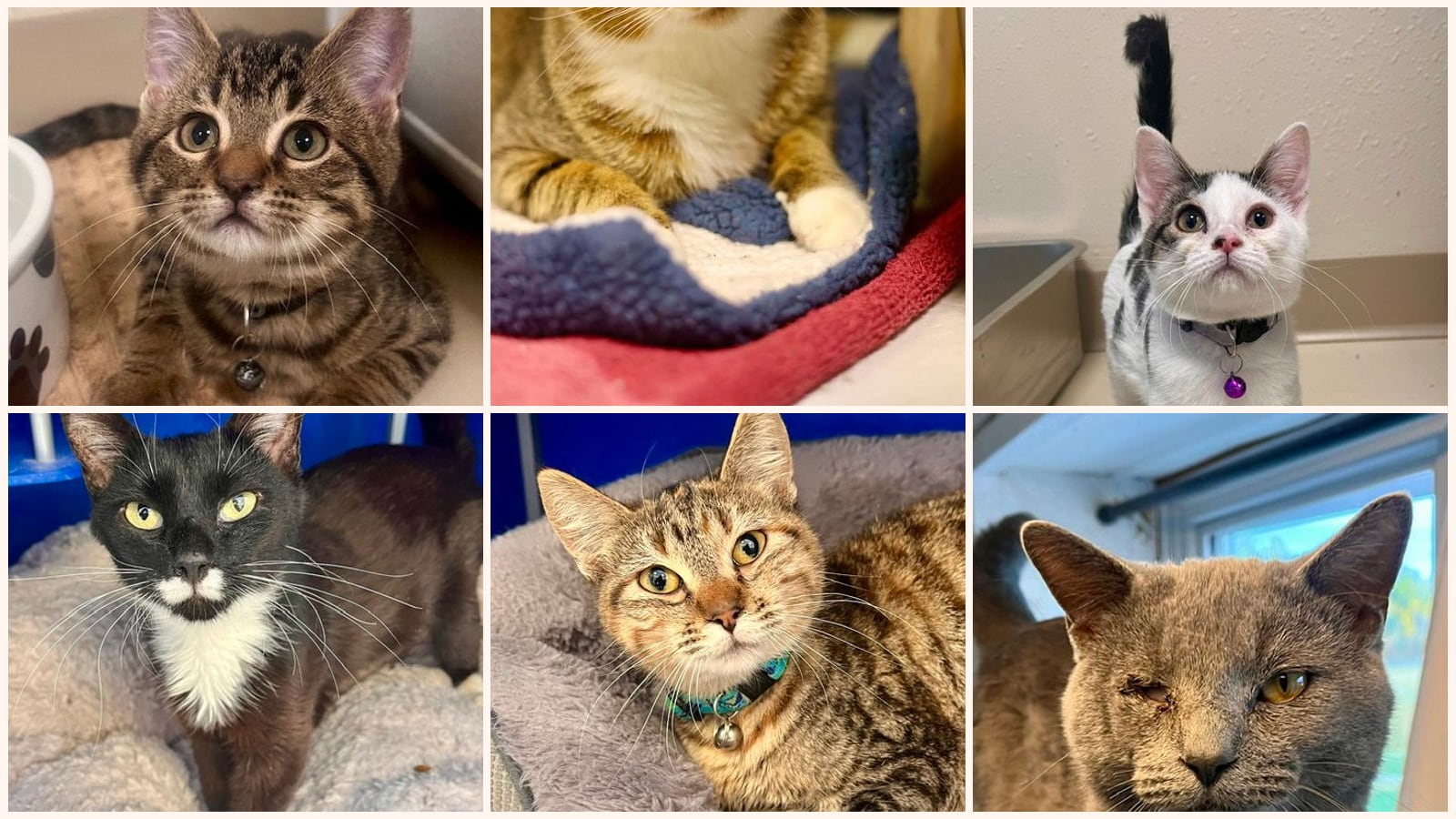 Cats up for adoption near Douglas County, WI