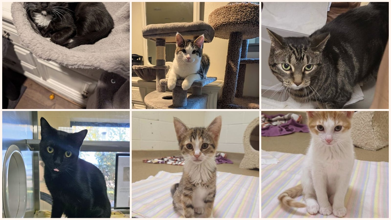 Cats up for adoption near Juneau County, WI