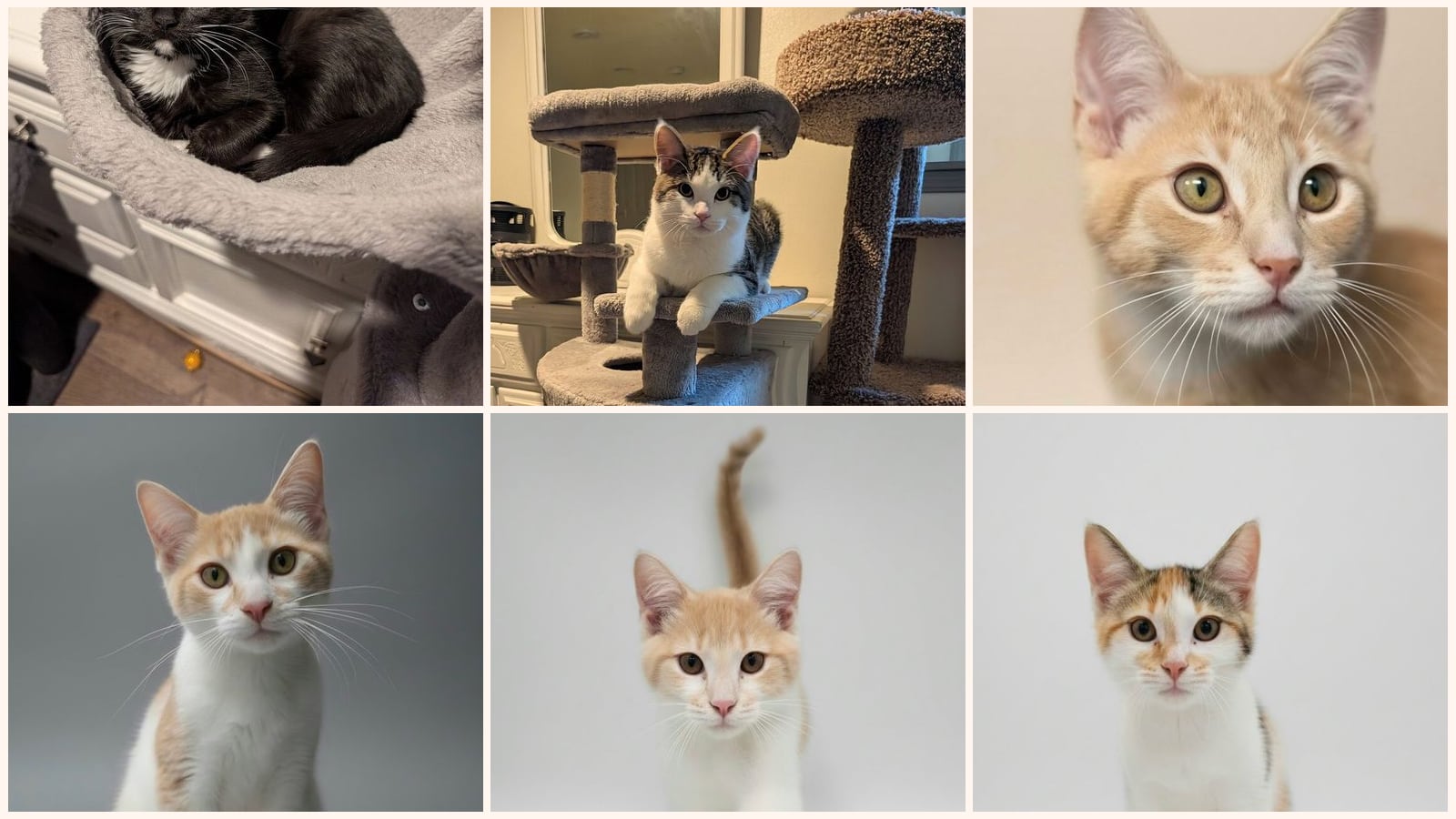 Cats up for adoption near Marquette County, WI