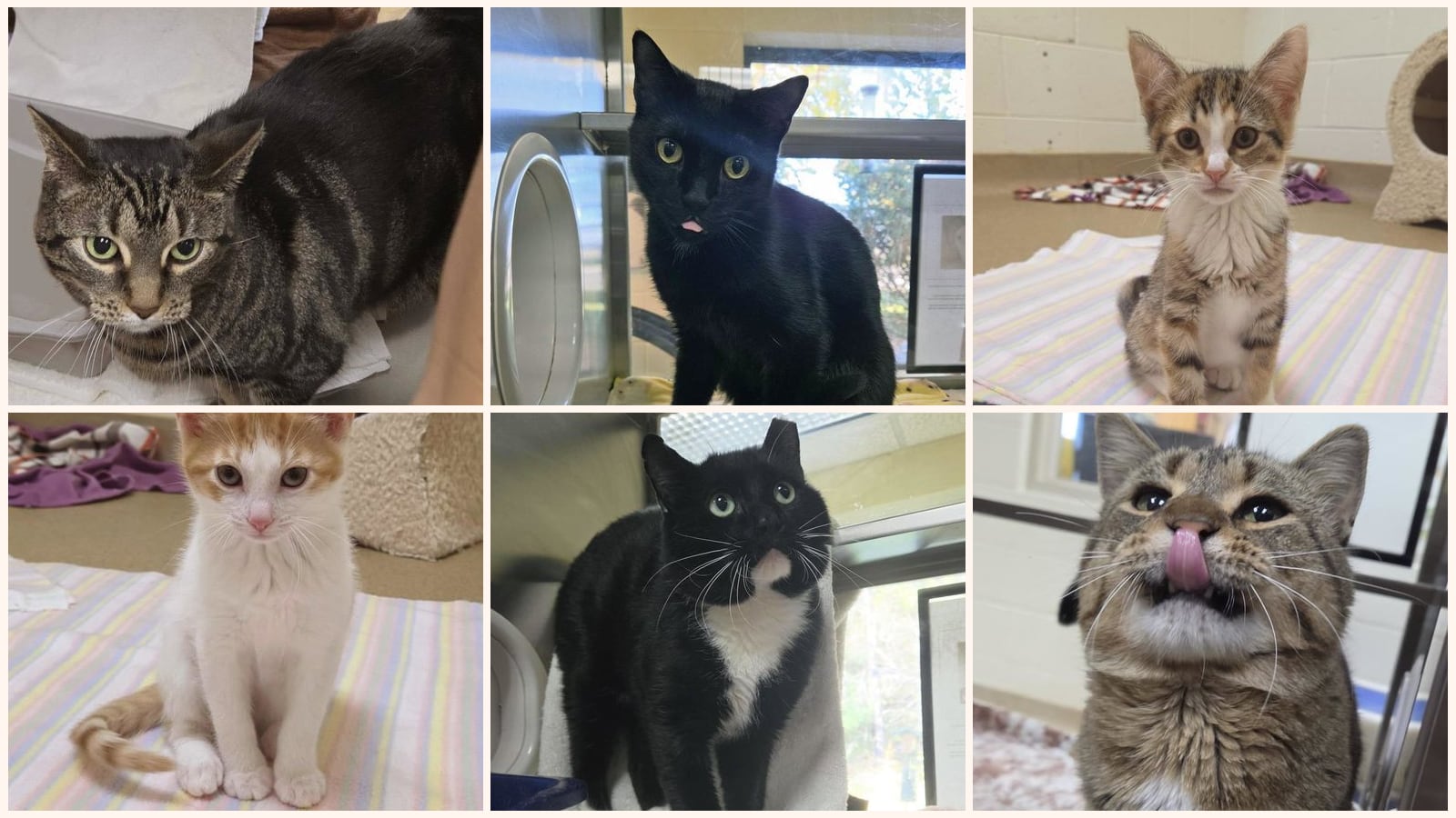 Cats up for adoption near Shawano County, WI