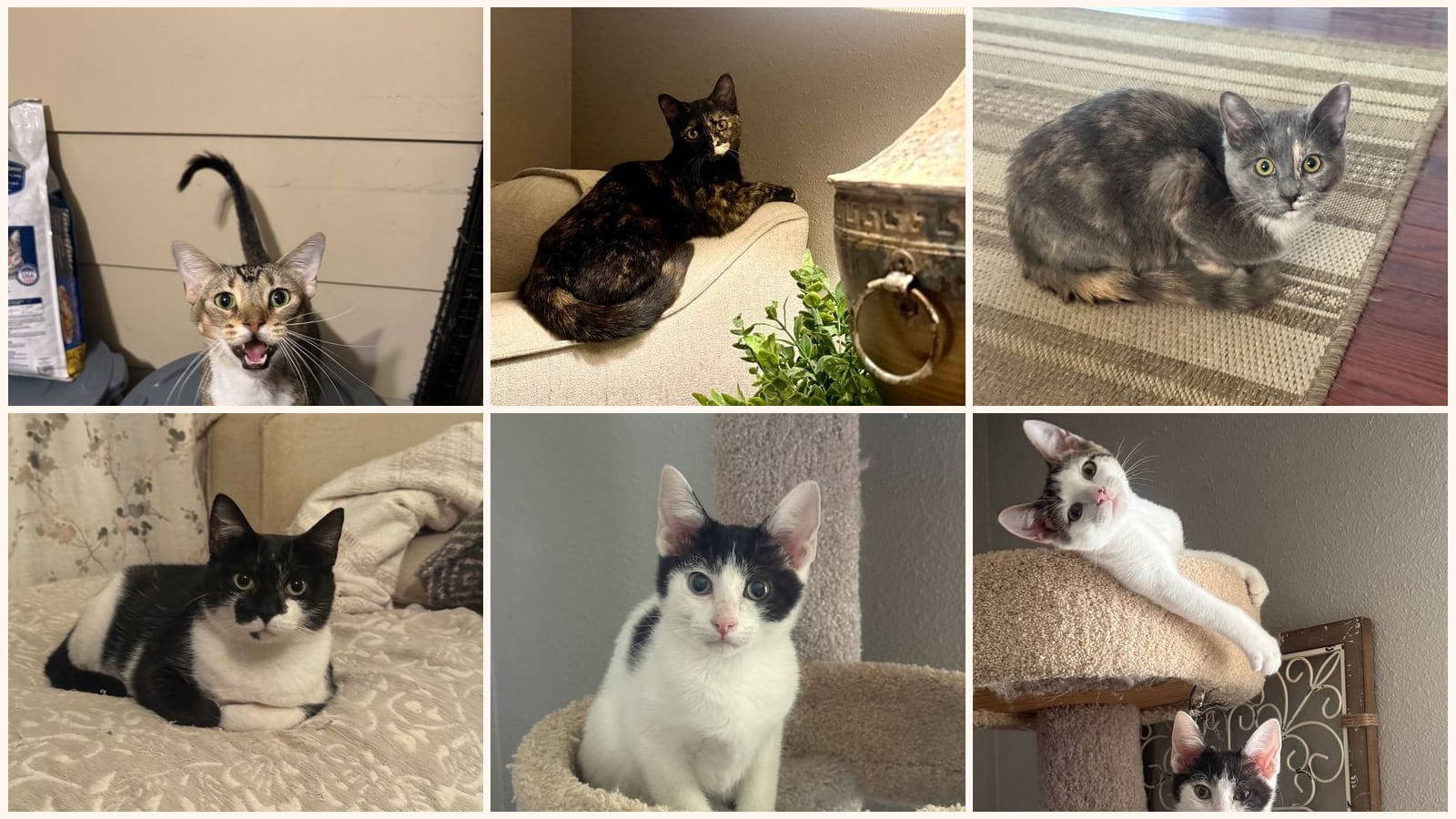 Cats up for adoption at 4 Paws 4 Rescue