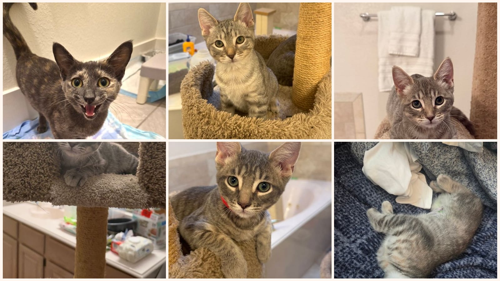 Cats up for adoption at A Voice for All Paws, Inc.