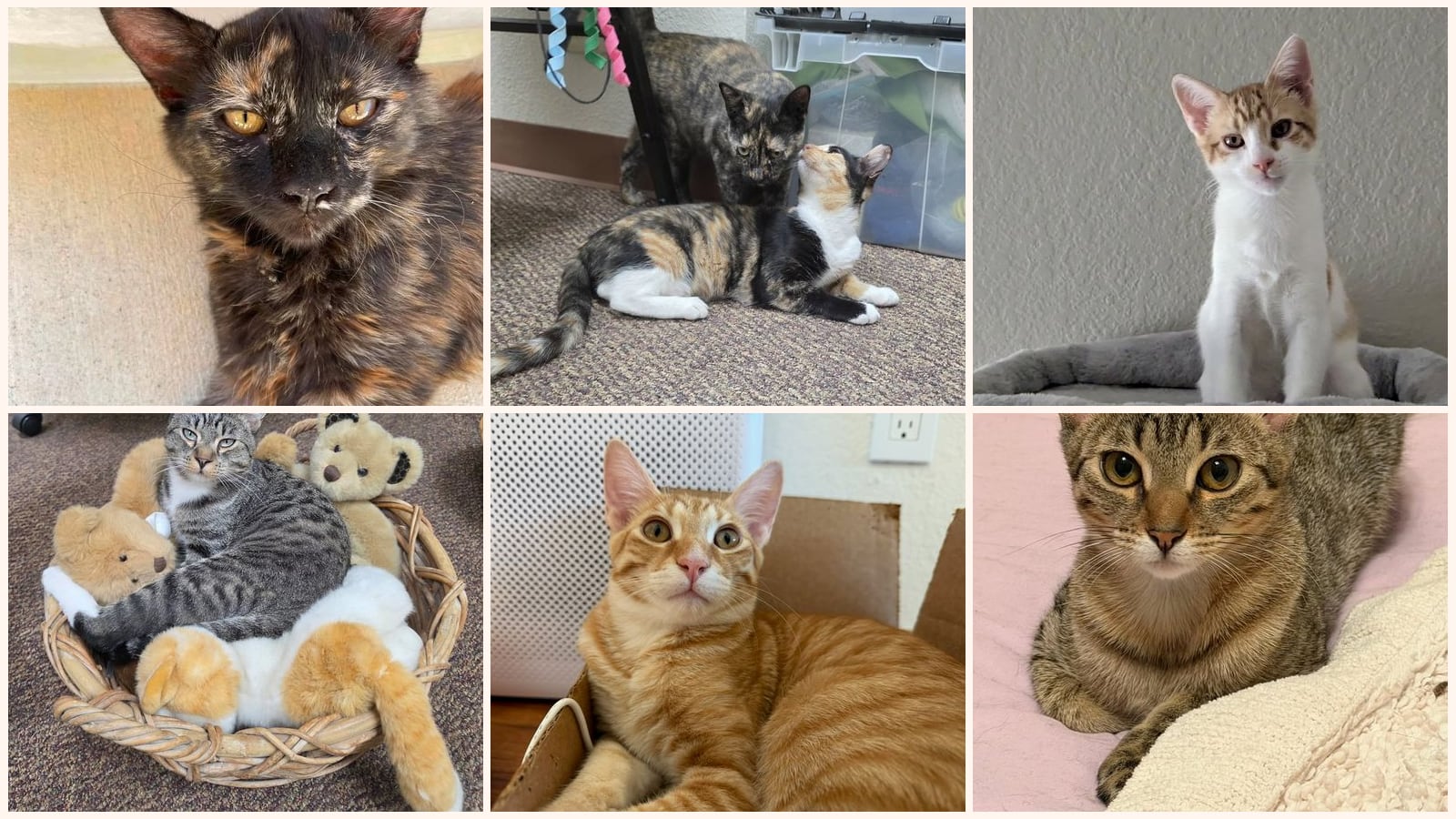 Cats up for adoption at Adopt Rescue Cats CA