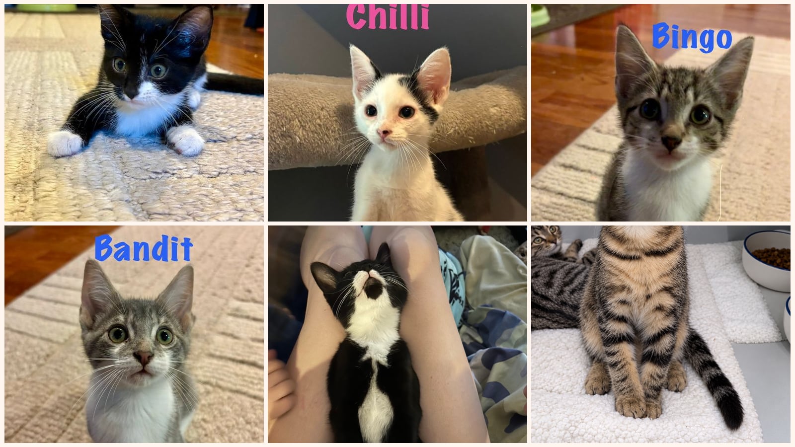 Cats up for adoption at Animal Protection Society of Person County