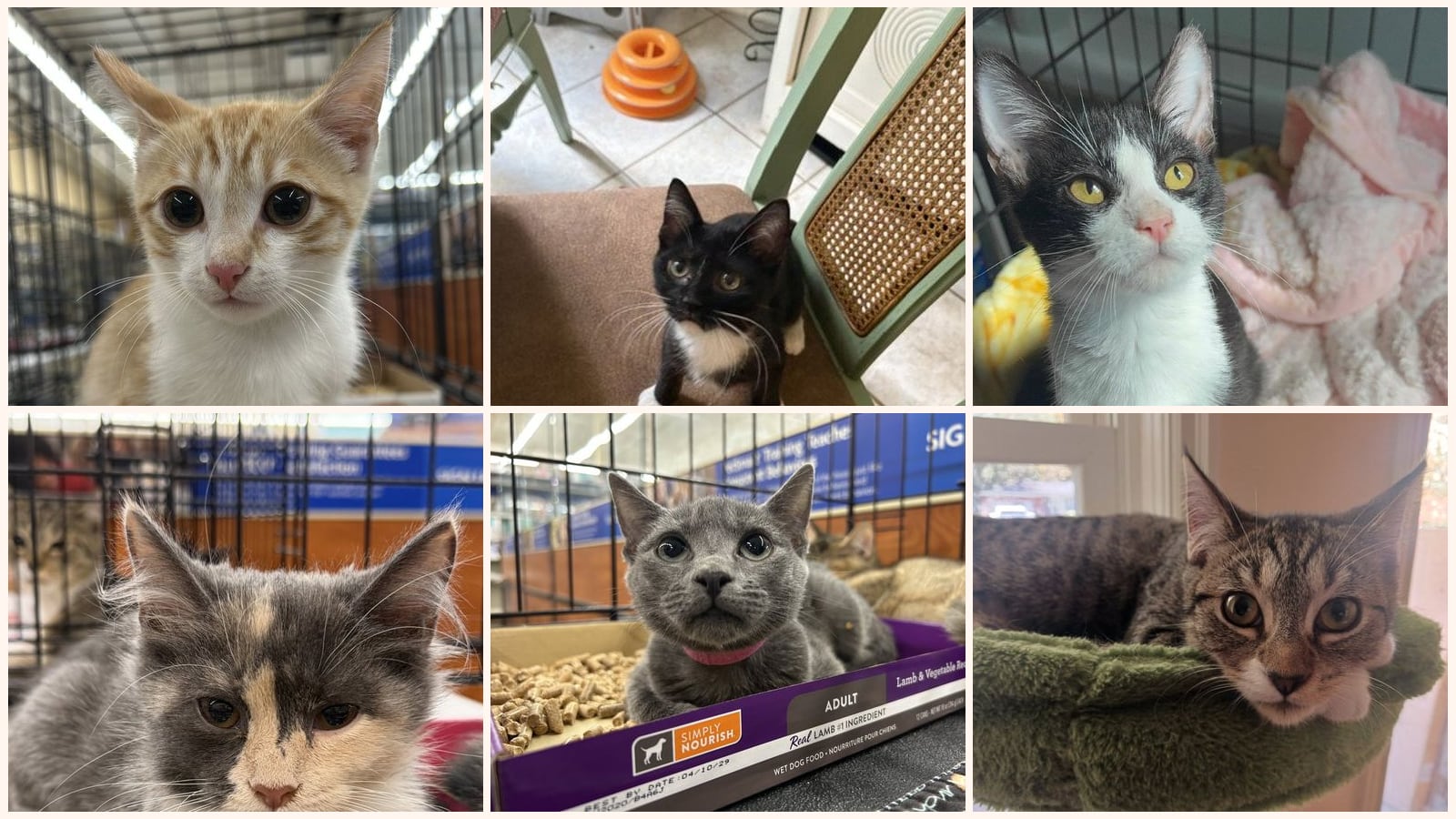Cats up for adoption at Animal Rescue Carolina, Inc.