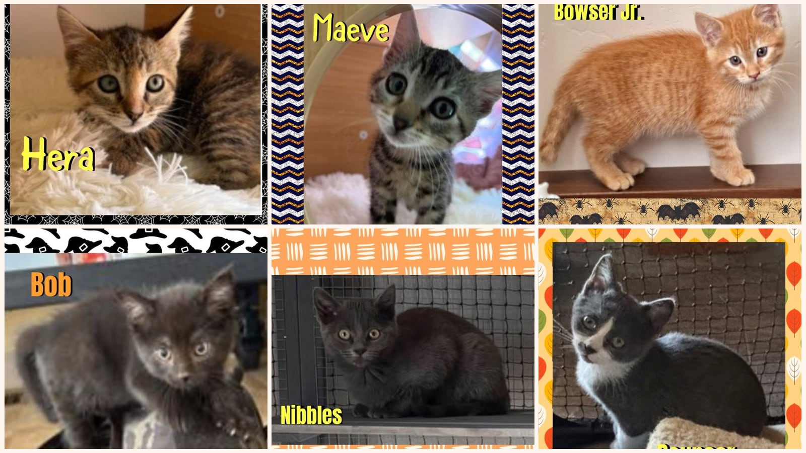Cats up for adoption at Beartooth Humane Alliance