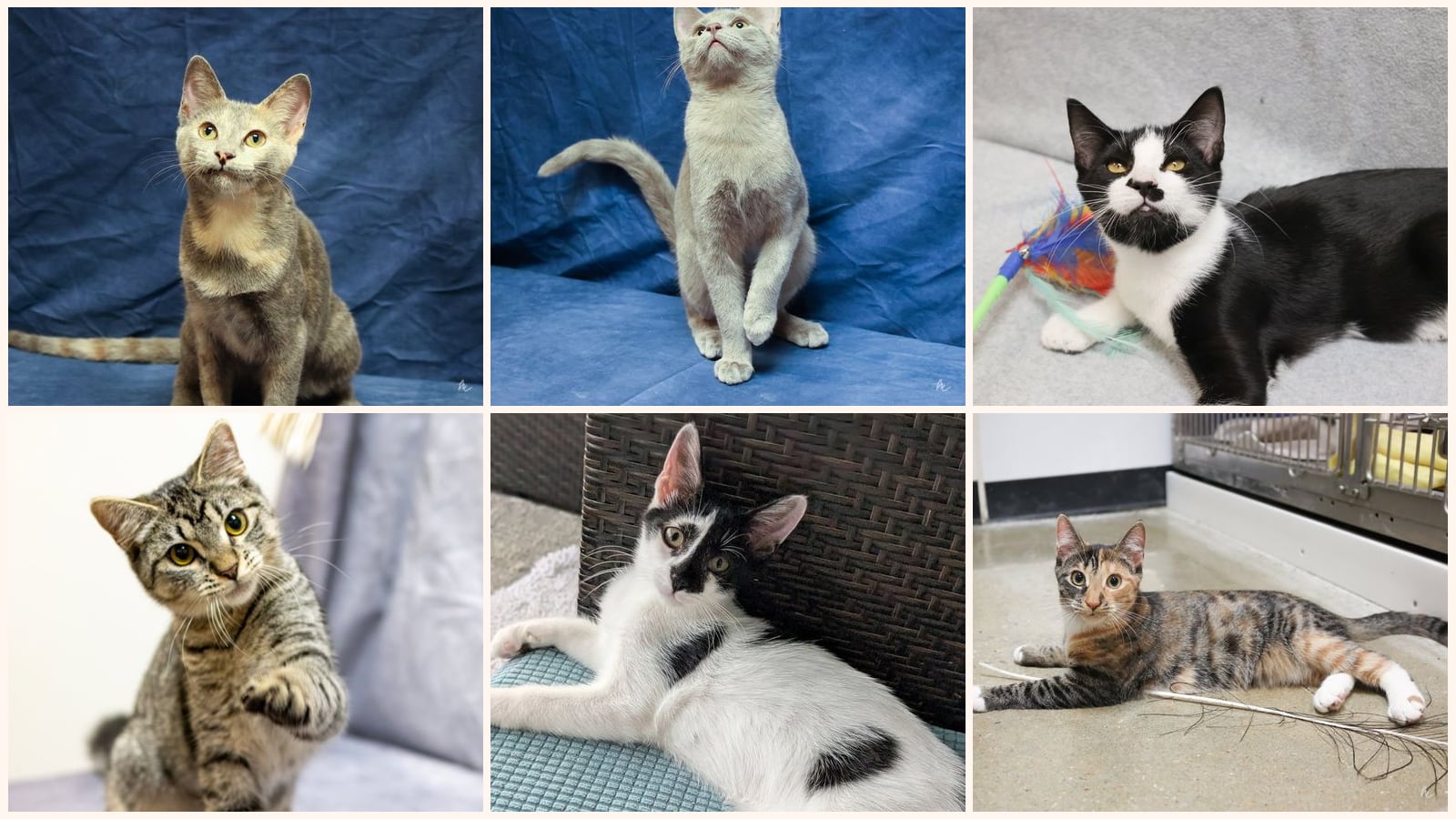 Cats up for adoption at Best Friend Pet Adoption