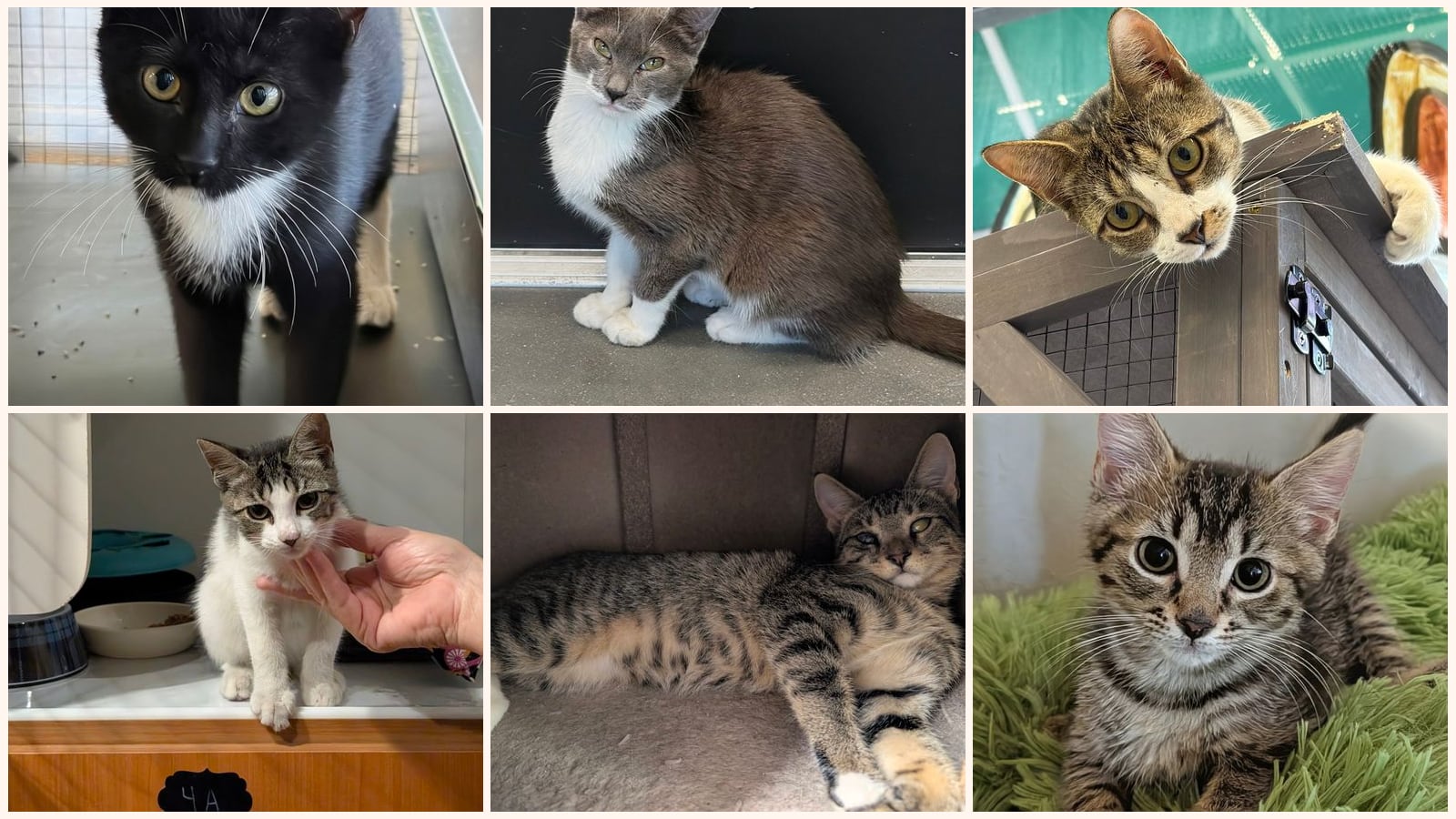Cats up for adoption at Candy's Cats, Inc.