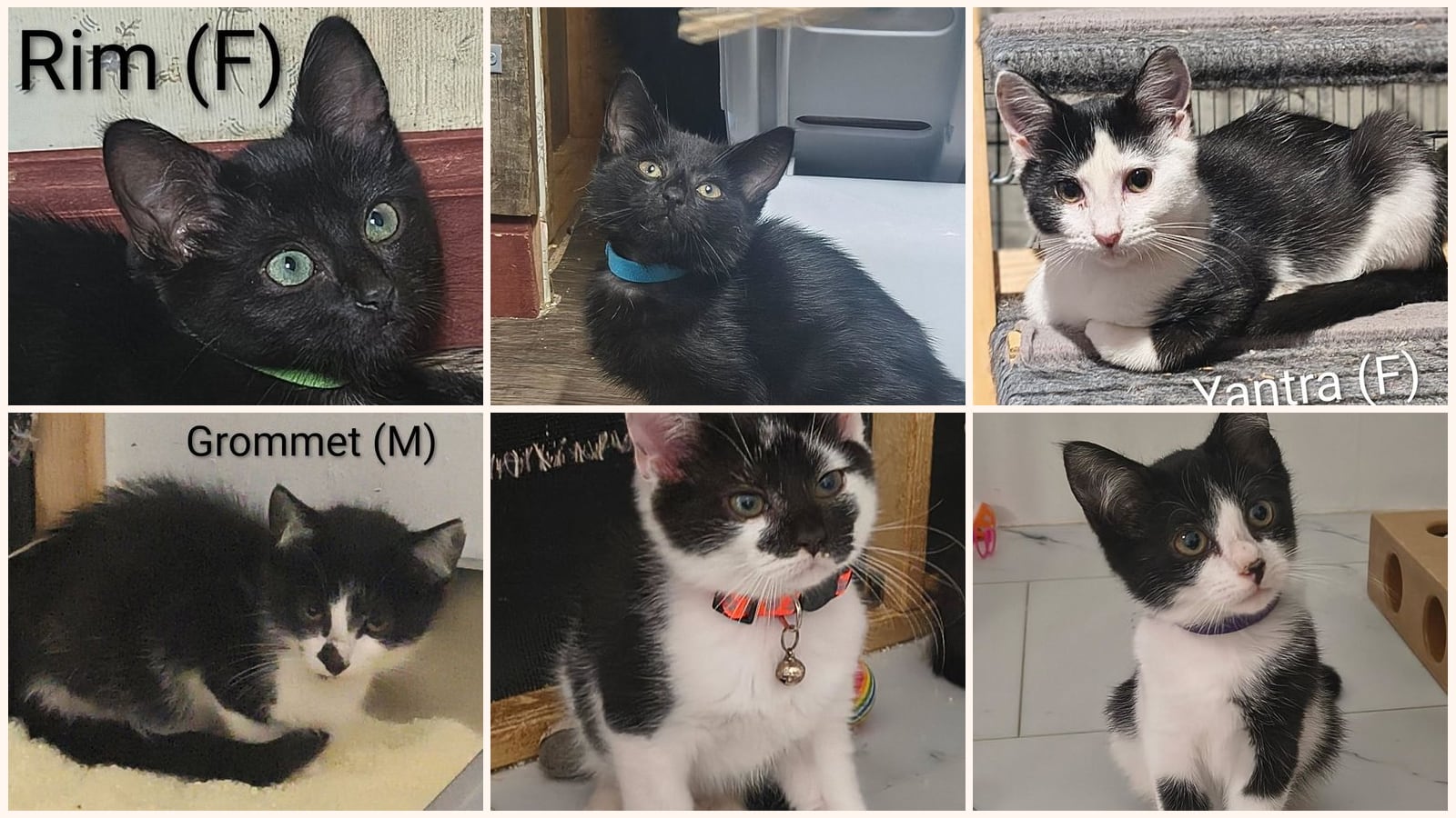 Cats up for adoption at Cast Aside To Survive Inc