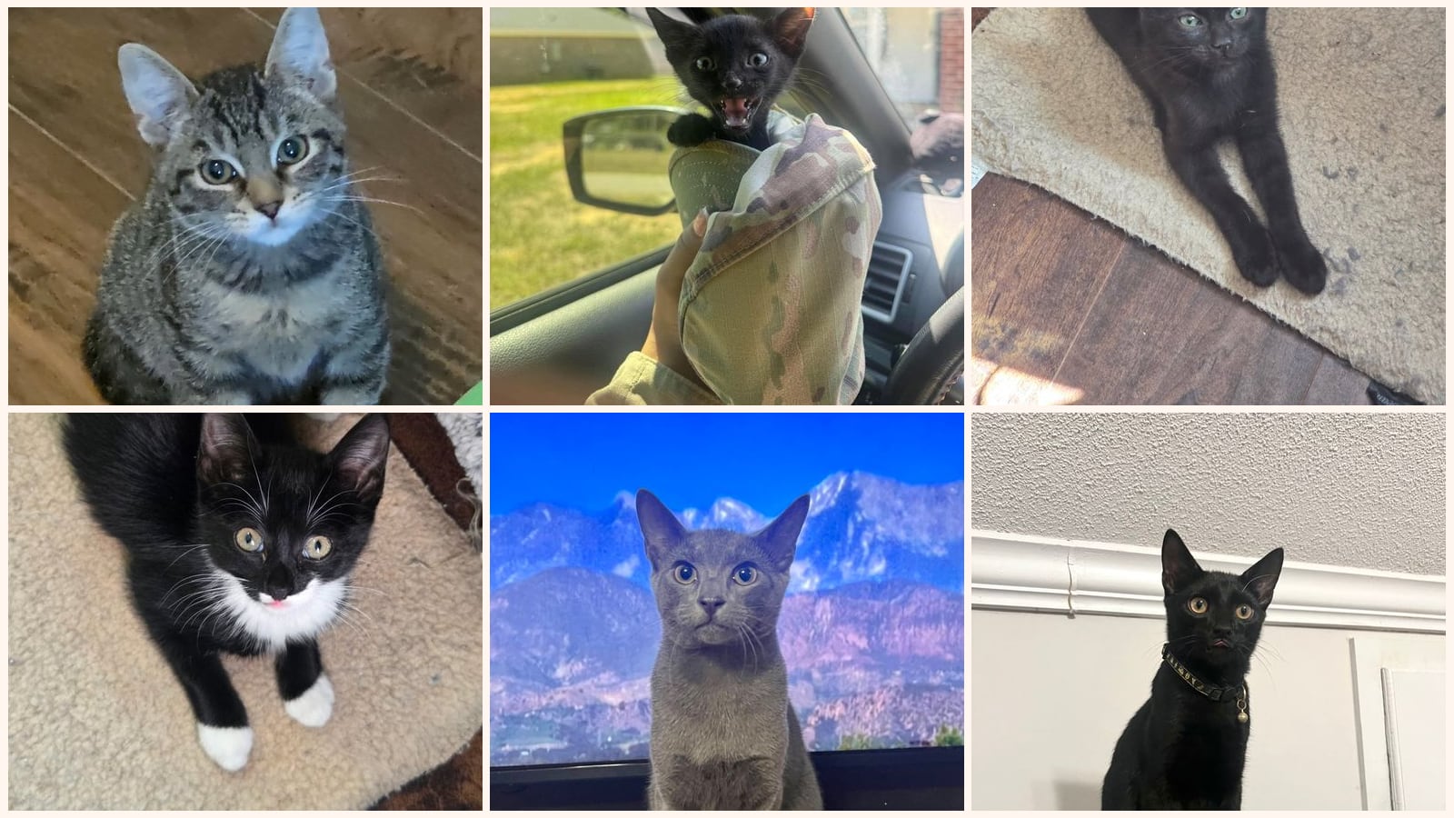Cats up for adoption at Cat Around Town Project