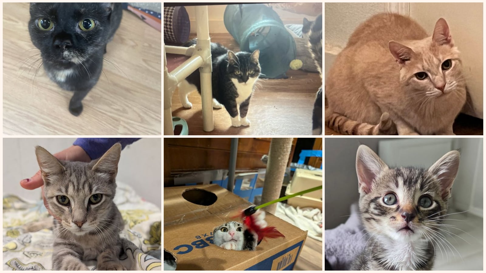 Cats up for adoption at Chatham Animal Rescue & Education
