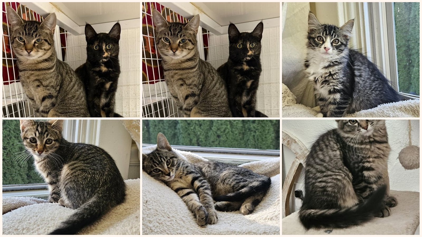 Cats up for adoption at Columbia Humane Society