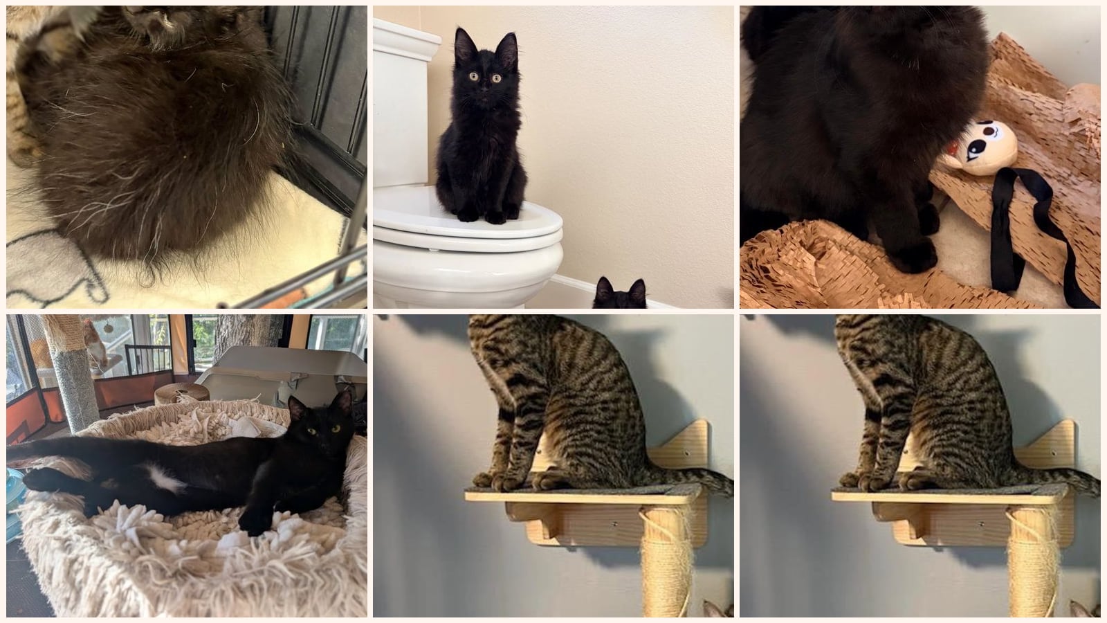 Cats up for adoption at Community Concern for Cats