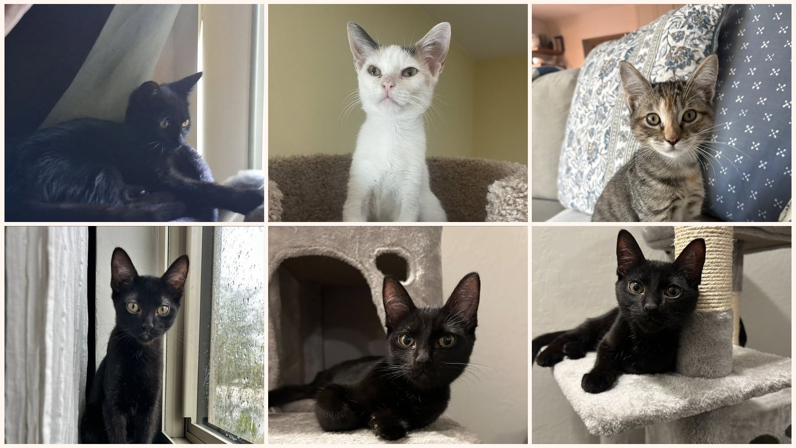 Cats up for adoption at Cool Cats Rescue