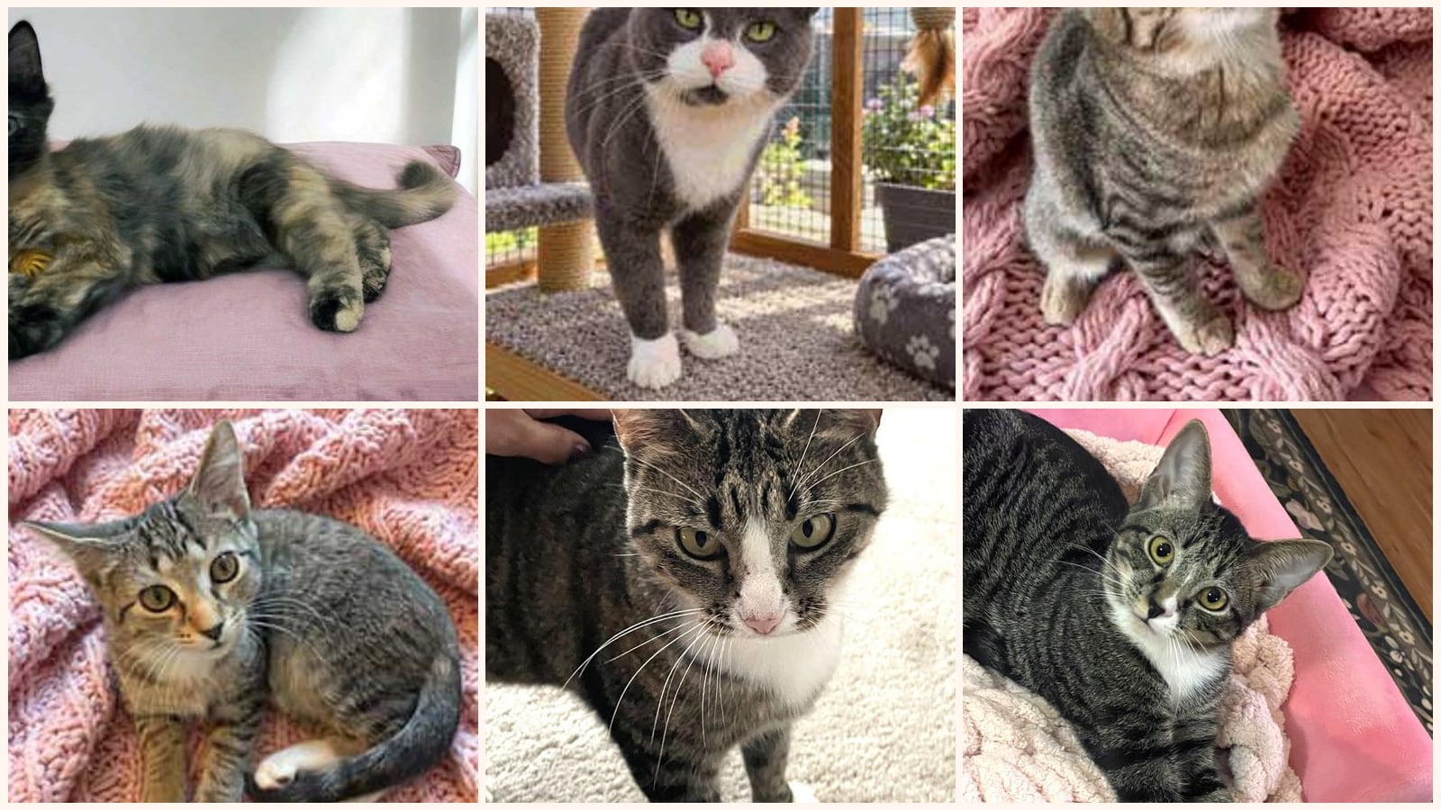 Cats up for adoption at Critter Cavalry Rescue