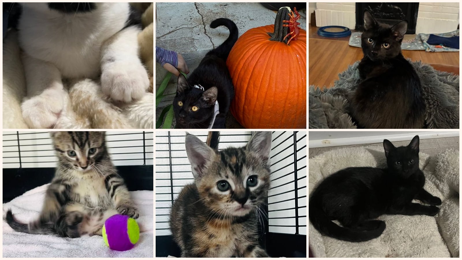 Cats up for adoption at Cullen's Archangel RescuE, Inc.