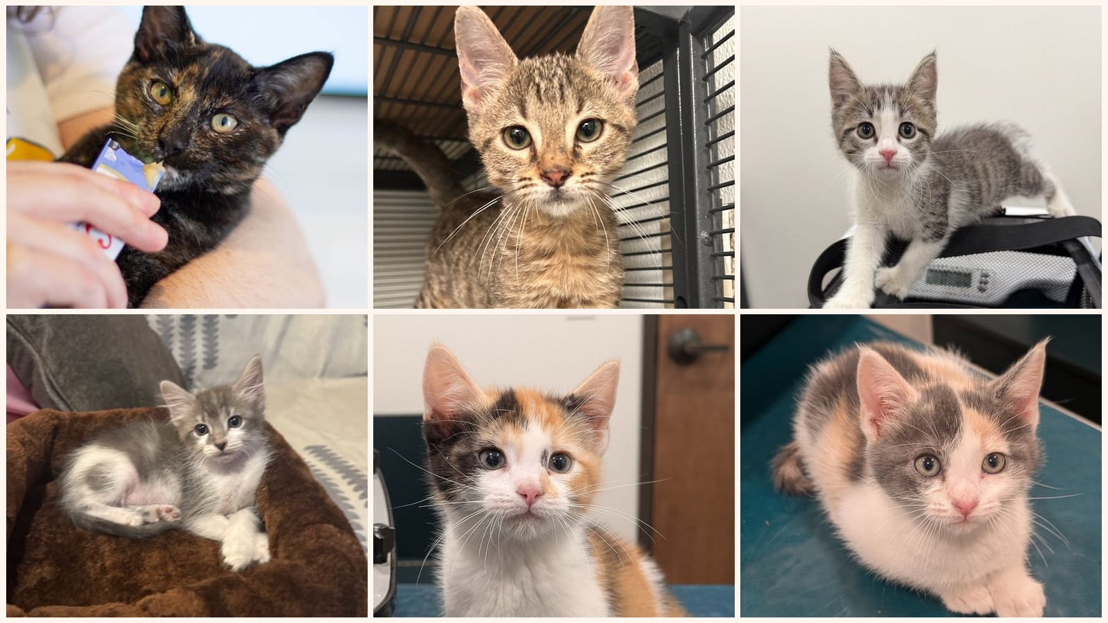 Cats up for adoption at Dallas Pets Alive